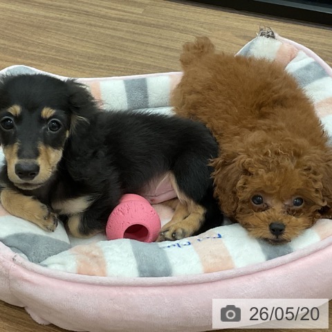 茨城県のトイプードル(トイ) (ペッツワン 古河店/2026年3月10日生まれ/女の子/レッド)の子犬の3枚目の画像