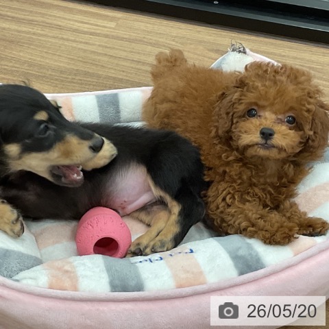 茨城県のトイプードル(トイ) (ペッツワン 古河店/2026年3月10日生まれ/女の子/レッド)の子犬の3枚目の画像