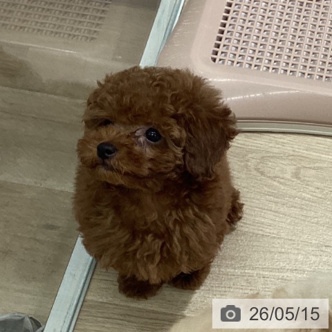 宮城県のトイプードル(トイ) (ペットプラス 名取店/2026年3月10日生まれ/女の子/レッド)の子犬の4枚目の画像