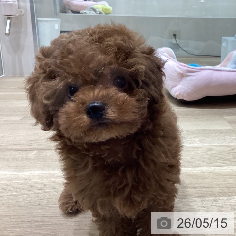 宮城県のトイプードル(トイ) (ペットプラス 名取店/2026年3月10日生まれ/女の子/レッド)の子犬の3枚目の画像