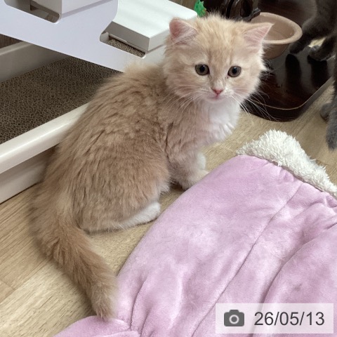 茨城県のスコティッシュフォールド (ペットプラス つくば店/2026年3月3日生まれ/女の子/クリームホワイト)の子猫の3枚目の画像