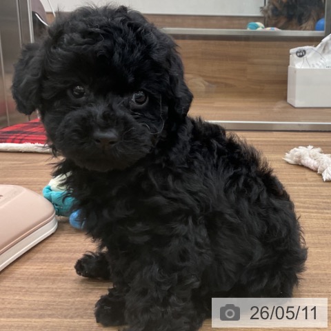 茨城県のトイプードル(トイ) (ペッツワン 古河店/2026年3月11日生まれ/男の子/ブラック)の子犬の4枚目の画像