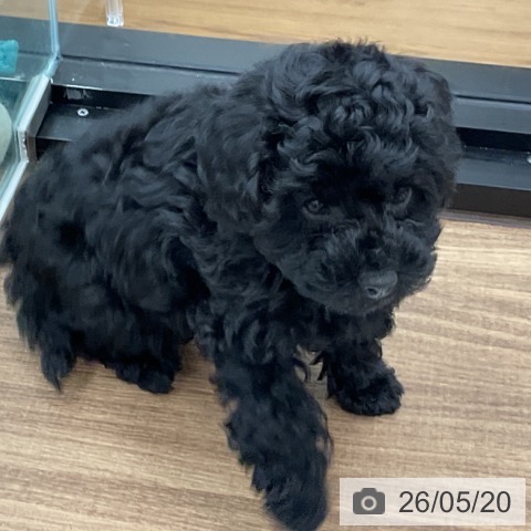 茨城県のトイプードル(トイ) (ペッツワン 古河店/2026年3月11日生まれ/男の子/ブラック)の子犬の4枚目の画像