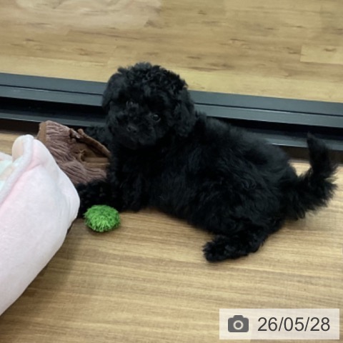 茨城県のトイプードル(トイ) (ペッツワン 古河店/2026年3月11日生まれ/男の子/ブラック)の子犬の3枚目の画像