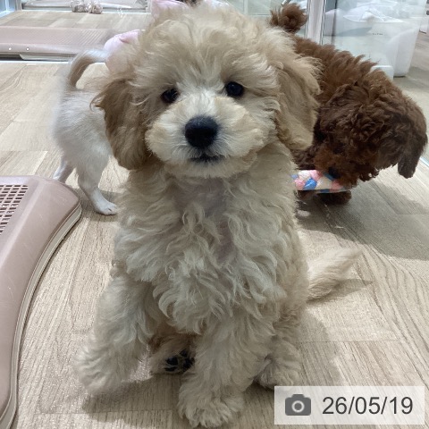 宮城県のトイプードル(トイ) (ペットプラス 名取店/2026年3月11日生まれ/男の子/オレンジフォーン)の子犬の4枚目の画像