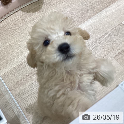 宮城県のトイプードル(トイ) (ペットプラス 名取店/2026年3月11日生まれ/男の子/オレンジフォーン)の子犬の3枚目の画像