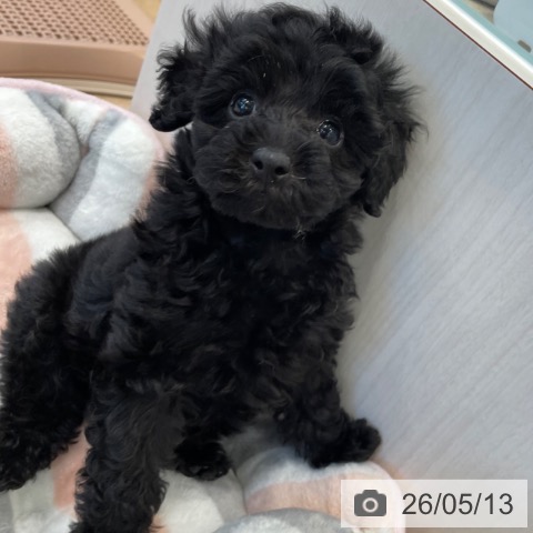 神奈川県のトイプードル(トイ) (ペットプラス テラスモール湘南店/2026年3月11日生まれ/女の子/ブラック)の子犬の4枚目の画像