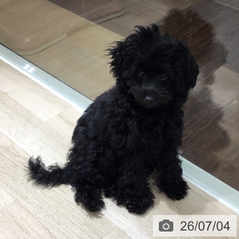 埼玉県のトイプードル(トイ) (ペットプラス 所沢店/2026年3月11日生まれ/女の子/ブラック)の子犬の3枚目の画像