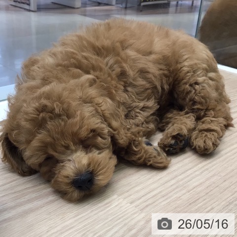 東京都のトイプードル(トイ) (ペットプラス 多摩平の森店/2026年3月11日生まれ/男の子/アプリコット)の子犬の4枚目の画像