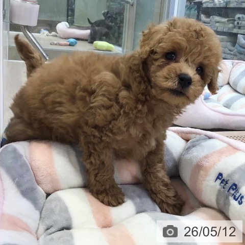 東京都のトイプードル(トイ) (ペットプラス 多摩平の森店/2026年3月11日生まれ/男の子/アプリコット)の子犬の3枚目の画像