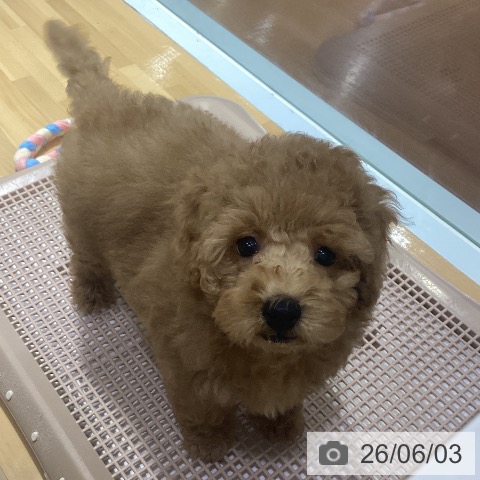 神奈川県のトイプードル(トイ) (ペットプラス ビアレ横浜店/2026年3月11日生まれ/男の子/アプリコット)の子犬の4枚目の画像