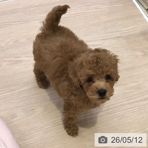 神奈川県のトイプードル(トイ) (ペットプラス ビアレ横浜店/2026年3月11日生まれ/男の子/アプリコット)の子犬の3枚目の画像