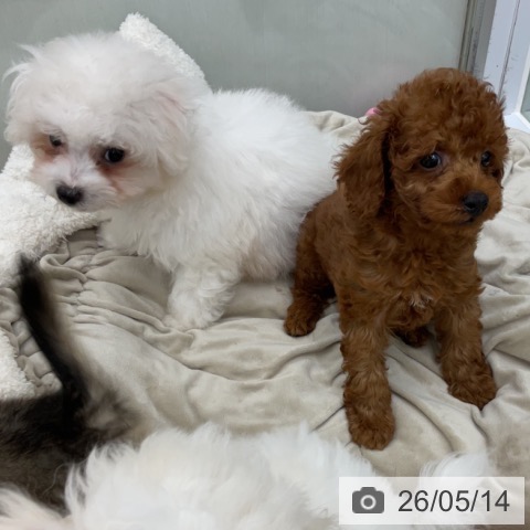 福島県のトイプードル(トイ) (ペットプラス 福島店/2026年3月11日生まれ/男の子/レッド)の子犬の4枚目の画像