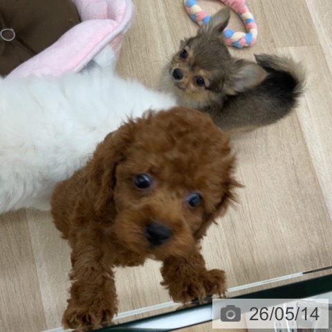 福島県のトイプードル(トイ) (ペットプラス 福島店/2026年3月11日生まれ/男の子/レッド)の子犬の3枚目の画像