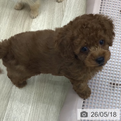 福島県のトイプードル(トイ) (ペットプラス 福島店/2026年3月11日生まれ/男の子/レッド)の子犬の3枚目の画像