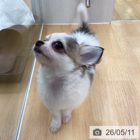 チワワの写真