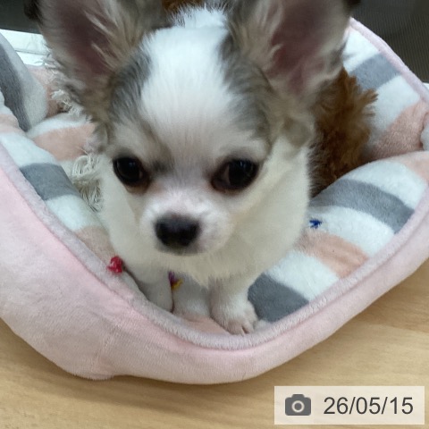 長野県のチワワ(ロング) (ペットプラス 松本店/2026年3月6日生まれ/男の子/ホワイトフォーン)の子犬の4枚目の画像