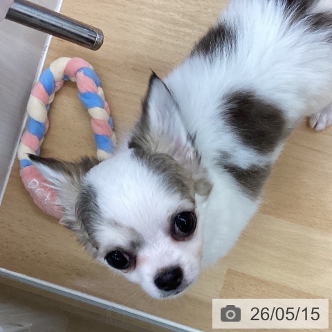 長野県のチワワ(ロング) (ペットプラス 松本店/2026年3月6日生まれ/男の子/ホワイトフォーン)の子犬の3枚目の画像