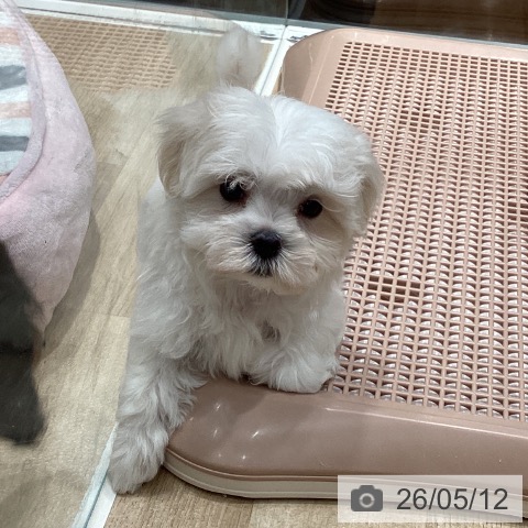 マルチーズの写真