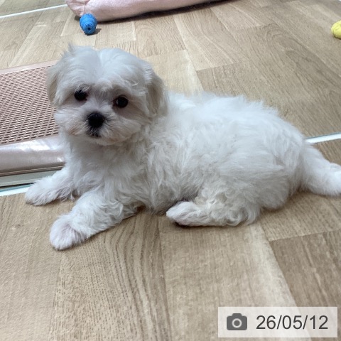 マルチーズの写真