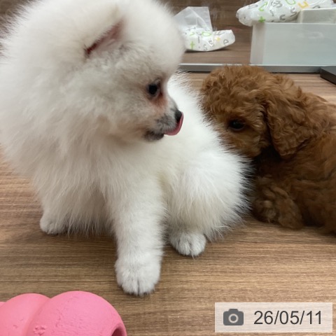 ポメラニアンの写真