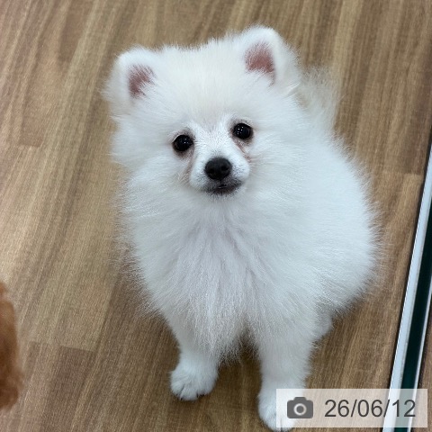 茨城県のポメラニアン (ペッツワン 古河店/2026年3月8日生まれ/男の子/ホワイトクリーム)の子犬の4枚目の画像