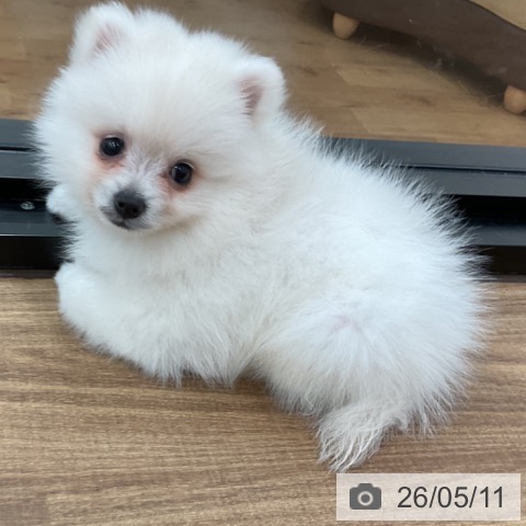 ポメラニアンの写真