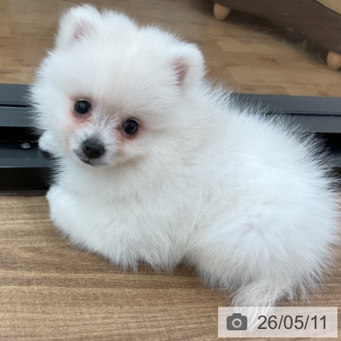 茨城県のポメラニアン (ペッツワン 古河店/2026年3月8日生まれ/男の子/ホワイトクリーム)の子犬の4枚目の画像