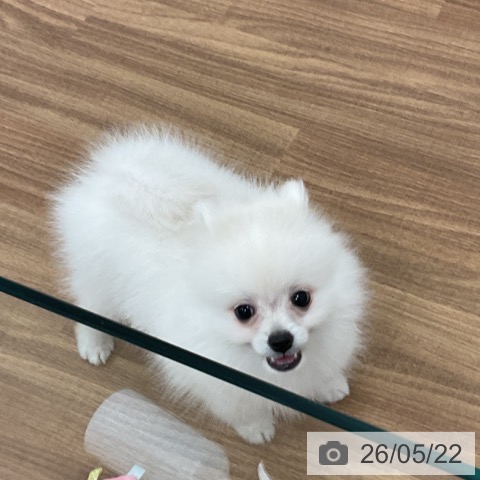 茨城県のポメラニアン (ペッツワン 古河店/2026年3月8日生まれ/男の子/ホワイトクリーム)の子犬の3枚目の画像