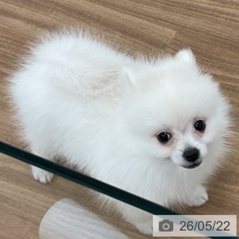 茨城県のポメラニアン (ペッツワン 古河店/2026年3月8日生まれ/男の子/ホワイトクリーム)の子犬の4枚目の画像