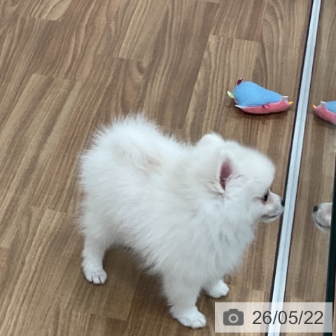 茨城県のポメラニアン (ペッツワン 古河店/2026年3月8日生まれ/男の子/ホワイトクリーム)の子犬の3枚目の画像