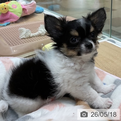 埼玉県のチワワ(ロング) (ペットプラス ららぽーと新三郷店/2026年3月2日生まれ/男の子/ホワイトブラックタン)の子犬の4枚目の画像