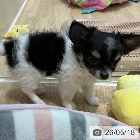 埼玉県のチワワ(ロング) (ペットプラス ららぽーと新三郷店/2026年3月2日生まれ/男の子/ホワイトブラックタン)の子犬の3枚目の画像