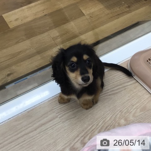 埼玉県のカニンヘンダックスフンド(ロング) (ペットプラス 八潮店/2026年3月10日生まれ/女の子/ブラックイエロー)の子犬の3枚目の画像