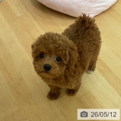 山形県のトイプードル(トイ) (ペットプラス 天童店/2026年3月4日生まれ/女の子/レッド)の子犬の3枚目の画像