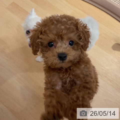 山形県のトイプードル(トイ) (ペットプラス 天童店/2026年3月4日生まれ/女の子/レッド)の子犬の4枚目の画像