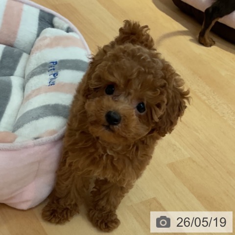 山形県のトイプードル(トイ) (ペットプラス 天童店/2026年3月4日生まれ/女の子/レッド)の子犬の3枚目の画像