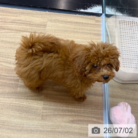 東京都のトイプードル(トイ) (ペッツワン 青梅インター店/2026年3月11日生まれ/男の子/レッド)の子犬の3枚目の画像