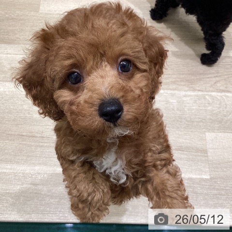 東京都のトイプードル(トイ) (ペットプラス 立川高島屋S.C.店/2026年3月10日生まれ/男の子/レッド)の子犬の3枚目の画像