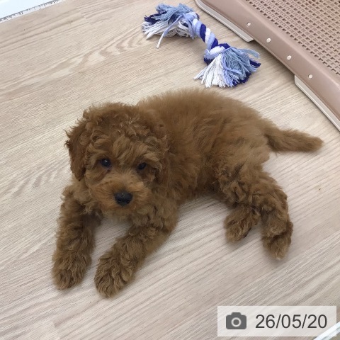 埼玉県のトイプードル(トイ) (ペッツワン 吉川美南店/2026年3月9日生まれ/男の子/レッド)の子犬の3枚目の画像