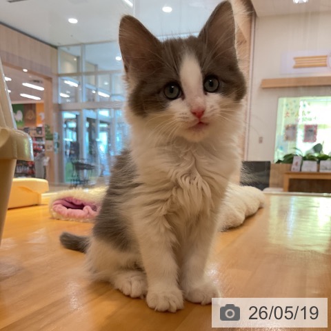 山形県のノルウェージャンフォレストキャット (ペットプラス 天童店/2026年3月6日生まれ/男の子/ブルーホワイト)の子猫の3枚目の画像