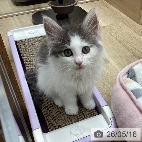 宮城県のノルウェージャンフォレストキャット (ペットプラス 名取店/2026年3月6日生まれ/女の子/ブルーホワイト)の子猫の3枚目の画像