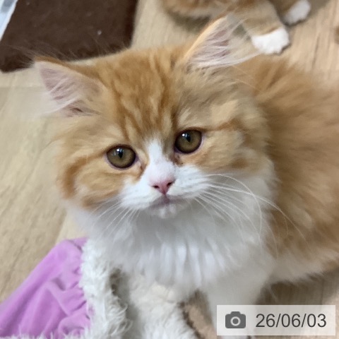 埼玉県のスコティッシュフォールド (ペットプラス ららぽーと新三郷店/2026年3月8日生まれ/女の子/レッドタビーホワイト)の子猫の3枚目の画像