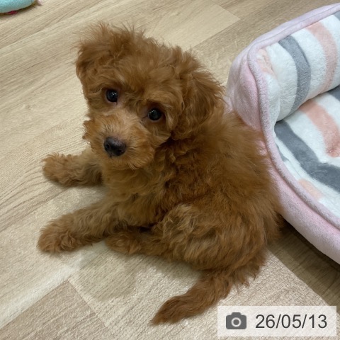 岩手県のトイプードル(トイ) (ペットプラス 盛岡南店/2026年3月12日生まれ/男の子/オレンジフォーン)の子犬の4枚目の画像