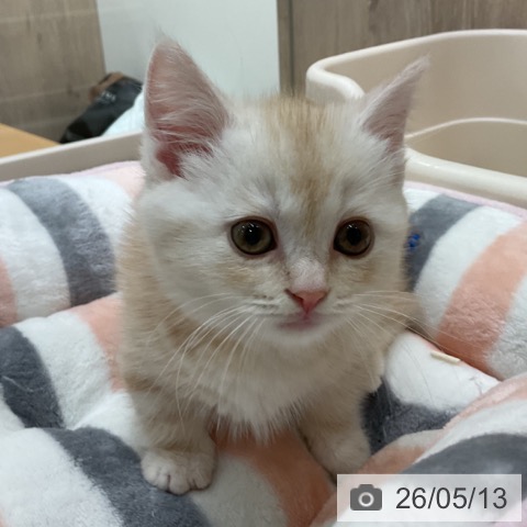 マンチカンの写真