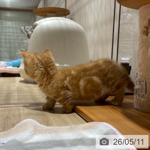 マンチカンの写真