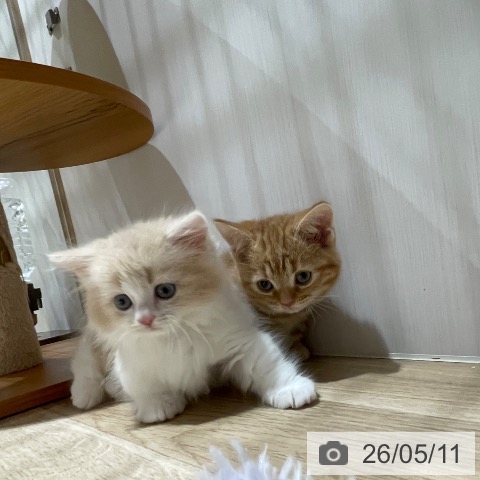 マンチカンの写真