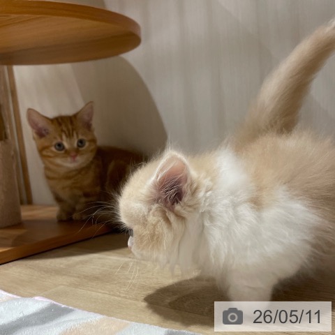 マンチカンの写真