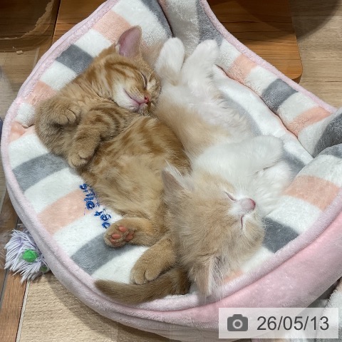 福岡県のマンチカン (ペットプラス 八幡東店/2026年3月6日生まれ/女の子/レッドタビー)の子猫の4枚目の画像
