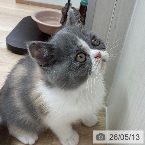 福岡県のエキゾチック (ペットプラス ららぽーと福岡店/2026年3月1日生まれ/女の子/ダイリュートキャリコ)の子猫の4枚目の画像